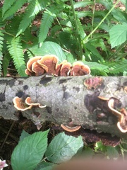 Stereum insignitum