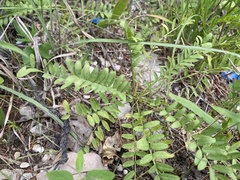 Astragalus bibullatus