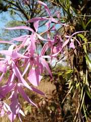 Encyclia adenocaula