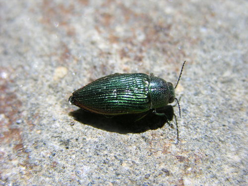 Hurled Jewel Beetle