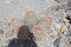 Homalocephala polycephala