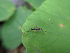 Rainieria antennaepes
