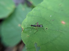 Rainieria antennaepes