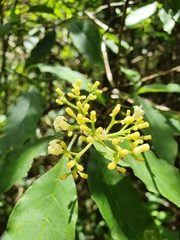 Palicourea pubescens