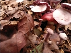 Agaricales