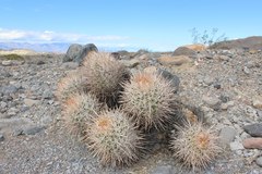 Homalocephala polycephala