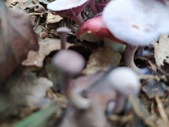 Agaricales