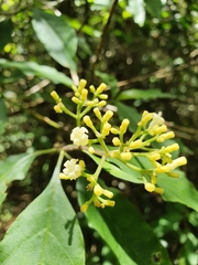 Palicourea pubescens