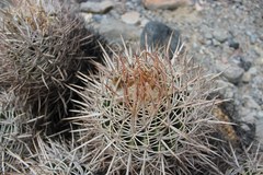 Homalocephala polycephala