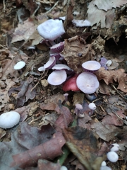 Agaricales