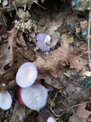 Agaricales