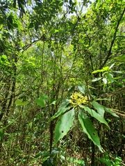 Palicourea pubescens