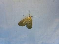 Asota canaraica
