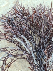 Furcellaria lumbricalis