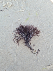 Furcellaria lumbricalis