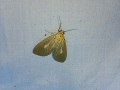 Asota canaraica