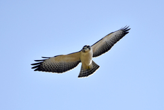 Buteo brachyurus