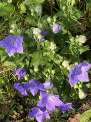 Platycodon