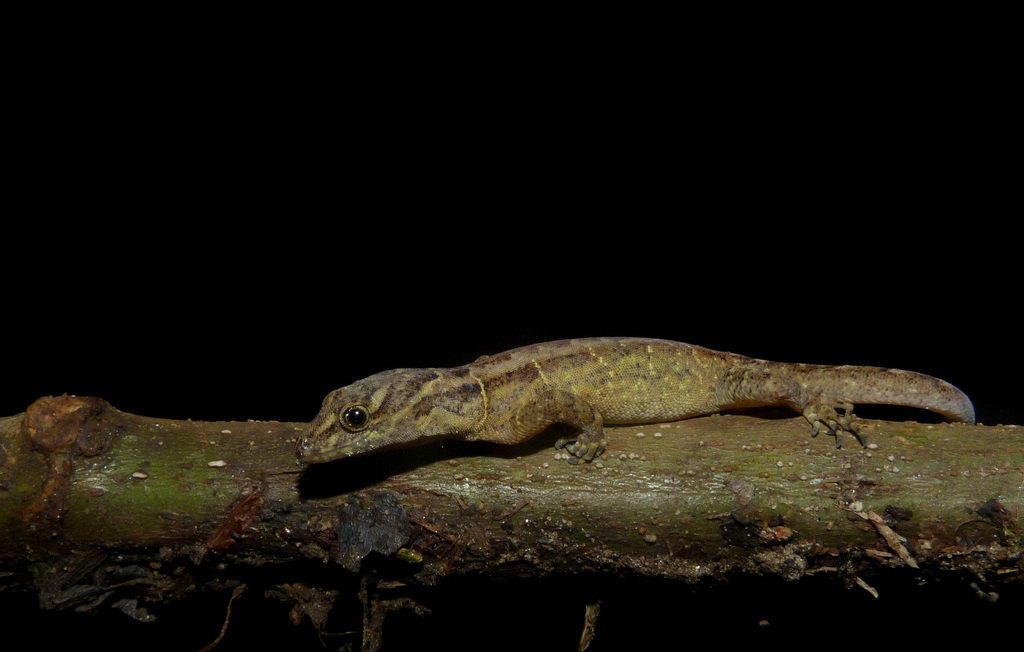 Estado Aragua Gecko