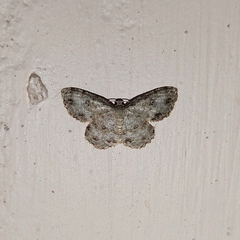 Dischidesia cinerea