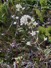 Saxifraga paniculata