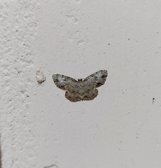 Dischidesia cinerea