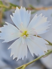 Dianthus ramosissimus