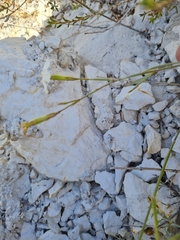 Dianthus ramosissimus