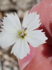 Dianthus ramosissimus