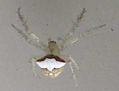 Araneus miniatus