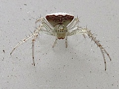Araneus miniatus