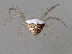 Araneus miniatus