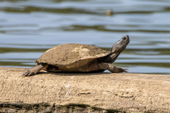 Trachemys scripta