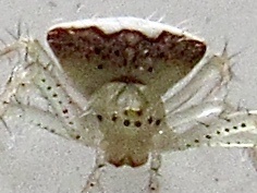Araneus miniatus