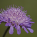 Knautia - Photo (c) Papooga, some rights reserved (CC BY)