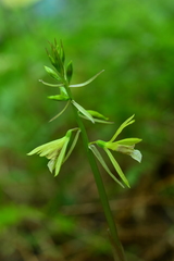 Nervilia concolor