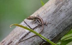 Anolis argillaceus