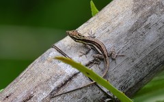 Anolis argillaceus