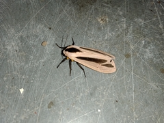 Creatonotos gangis-interrupta agg