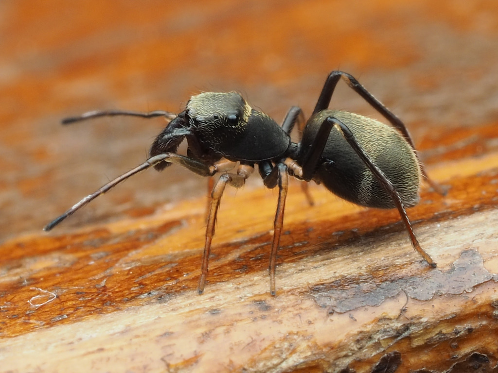 Martella lineatipes