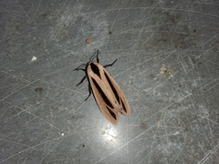 Creatonotos gangis-interrupta agg