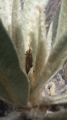 Agesander ruficornis