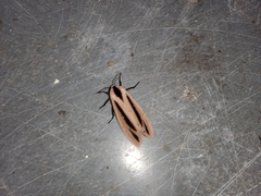 Creatonotos gangis-interrupta agg