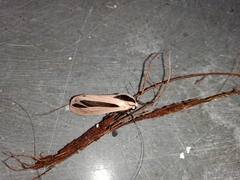 Creatonotos gangis-interrupta agg
