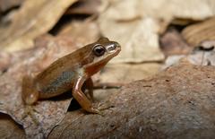 Pseudacris triseriata