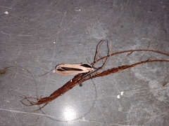 Creatonotos gangis-interrupta agg