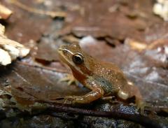 Pseudacris triseriata