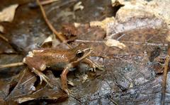 Pseudacris triseriata