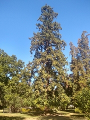 Cunninghamia lanceolata