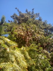 Cunninghamia lanceolata